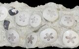 Spectacular Fossil Sand Dollar Cluster With Whale Bone #22840-4